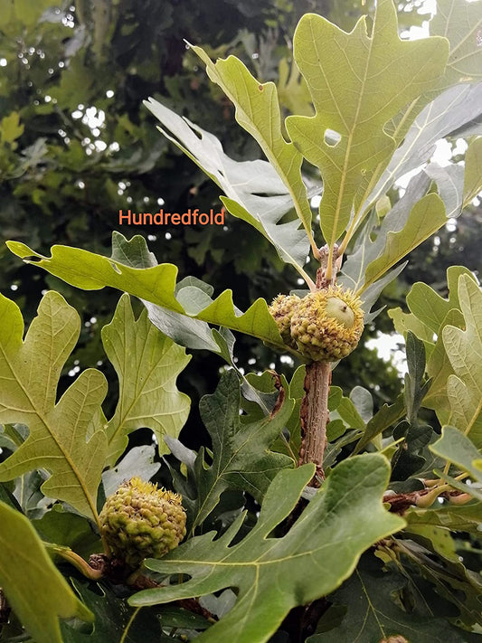 Hundredfold Bur Burr 1 Small Seedling - Quercus macrocarpa North America Native, Mossycup Mossy Cup White Oak, Large Specimen & Shade Tree, Ontario Grown