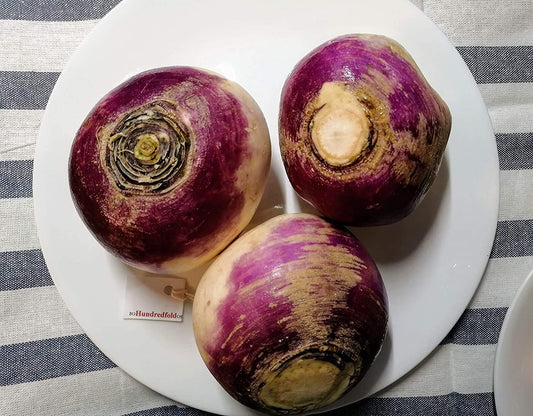 Navet globe blanc à tête violette 400 graines de légumes à planter - Brassica rapa Non-OGM Heirloom Grow-Your-Own Grow Your Own Survival Food, les graines fraîches peuvent être conservées pendant 4 ans, excellentes pour les micro-pousses 