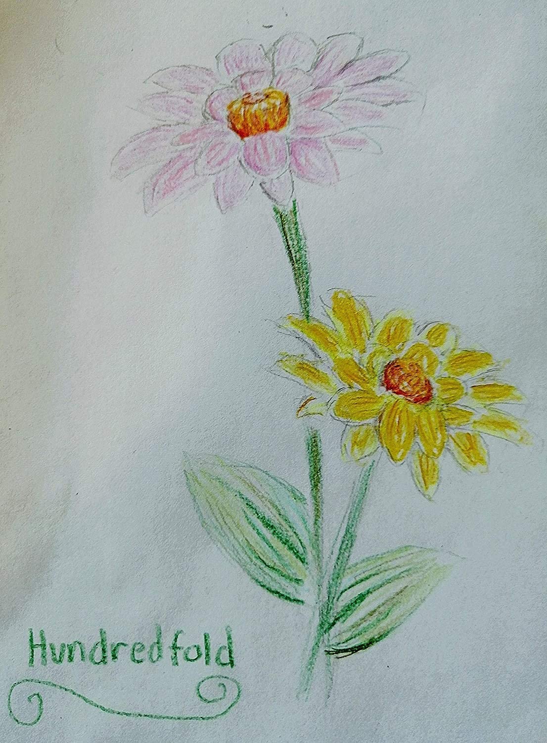 Mélange de 200 graines de Zinnia géantes de Californie au centuple - Zinnia elegans Fleurs audacieuses et lumineuses accrocheuses 
