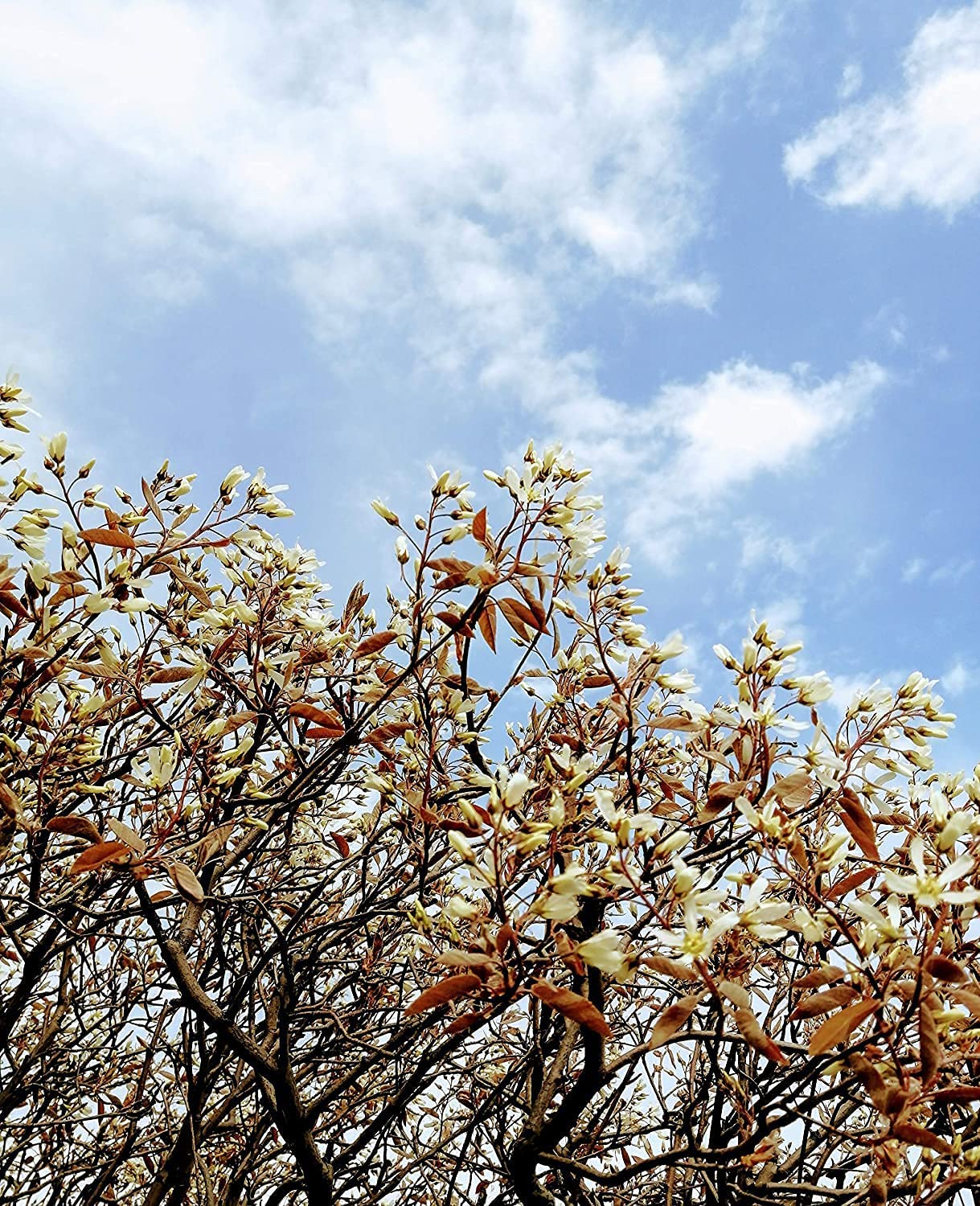 Amélanchier centuple Baie de juin Baie de juin 1 plantule - Shadblow, Shadbush ou Saskatoon Berry Arbuste fruitier indigène du Canada et des États-Unis, à racines nues Racines nues Une plante vivante (sans pot) 
