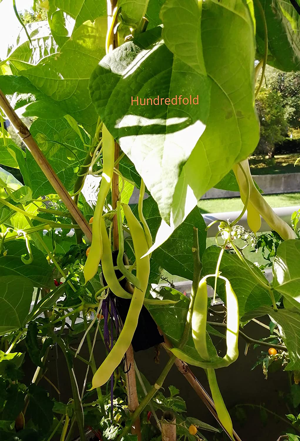 Haricot grimpant Golden Gate 30 graines de légumes - Haricot mange-tout jaune Romano sans OGM 