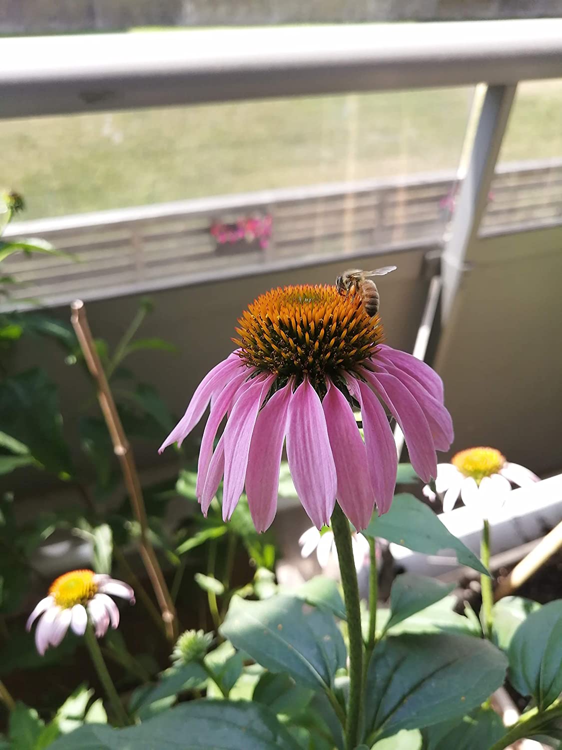 100 graines d'échinacée pourpre biologique - Echinacea purpurea, fleur sauvage indigène des prairies, attrayante pour les abeilles et les oiseaux 