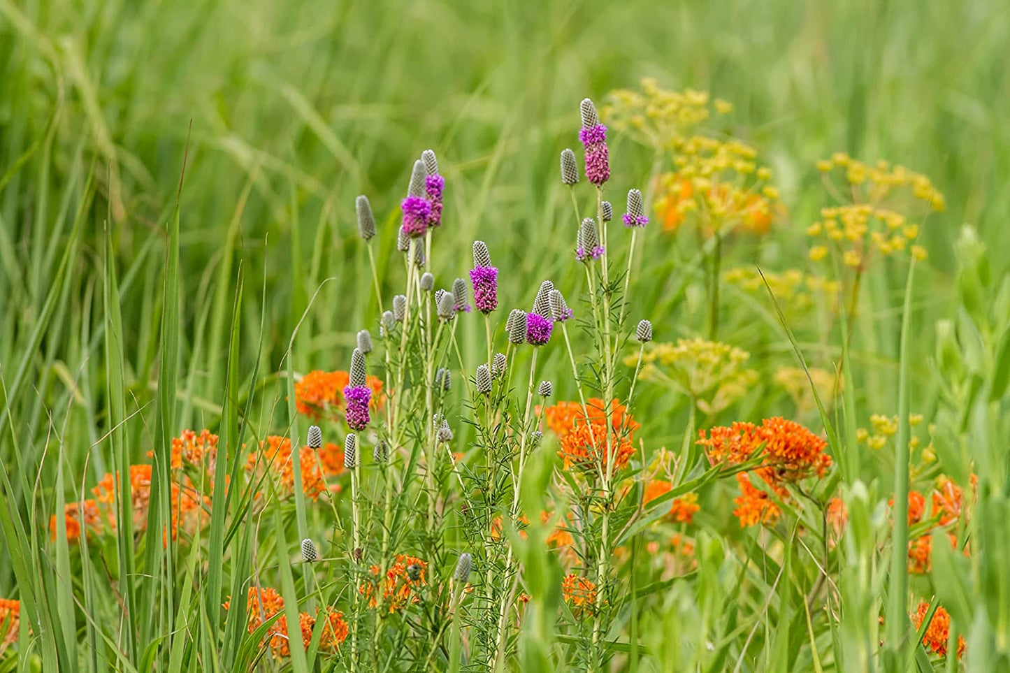 Trèfle violet des prairies 500 graines - Dalea purpurea Canada et États-Unis Plante vivace indigène Fleur sauvage Fleur sauvage 