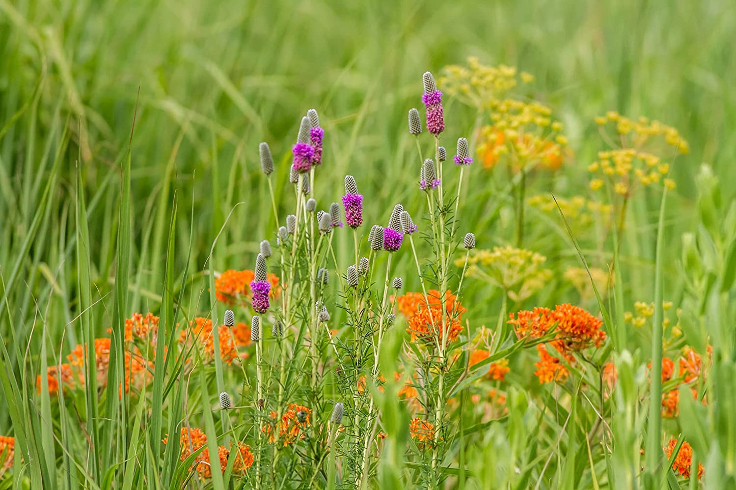Purple Prairie Clover 500 Seeds - Dalea purpurea Canada & USA Native Perennial Wild Flower Wildflower