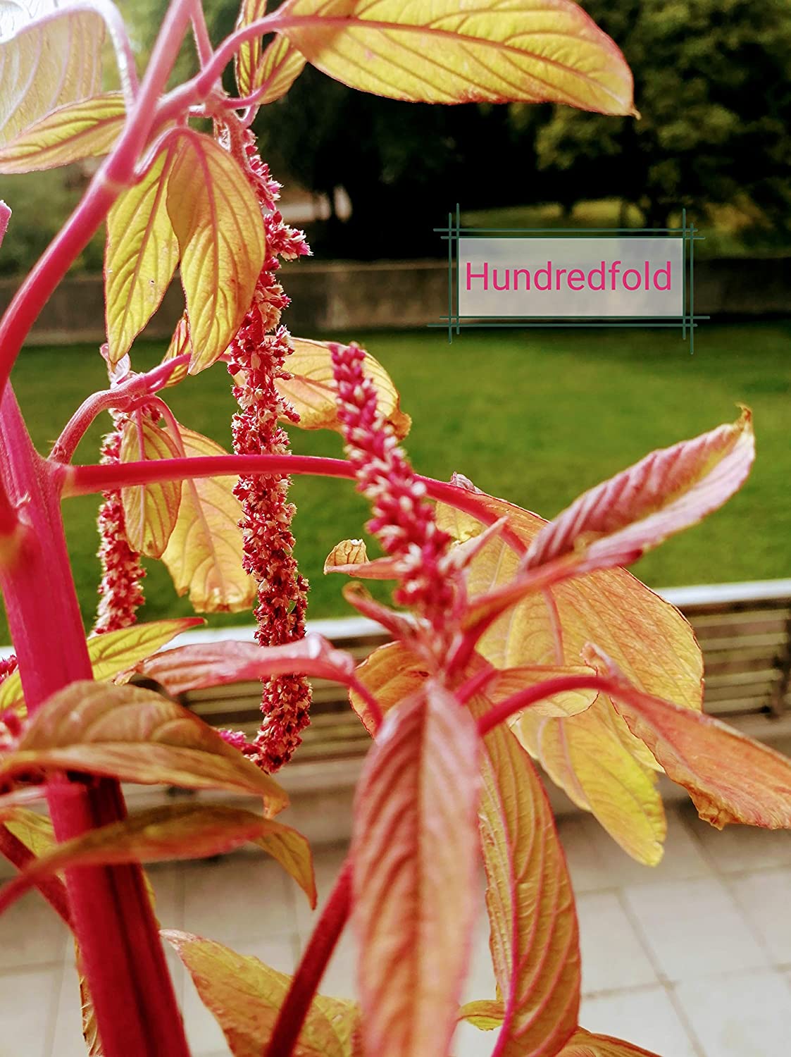 Hundredfold Love Lies Bleeding Amaranth 1000 Seeds – Amaranthus caudatus, Heirloom Tassel Flower