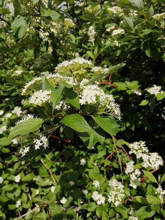 Graines d'arbuste de cornouiller osier rouge au centuple 10 - Cornus sericea Buisson indigène de l'Ontario nécessitant peu d'entretien, avec des intérêts quatre saisons 