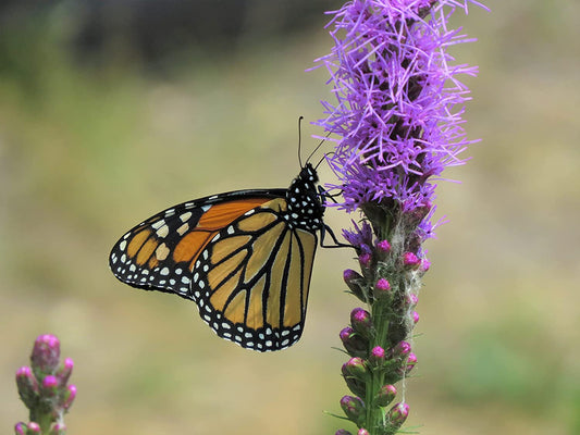 Hundredfold Blazing Star Wild Flower 200 Seeds - Liatris spicata, Marsh Blazing Star, Gayfeather, Dense Liatris Canada Native Wildflower