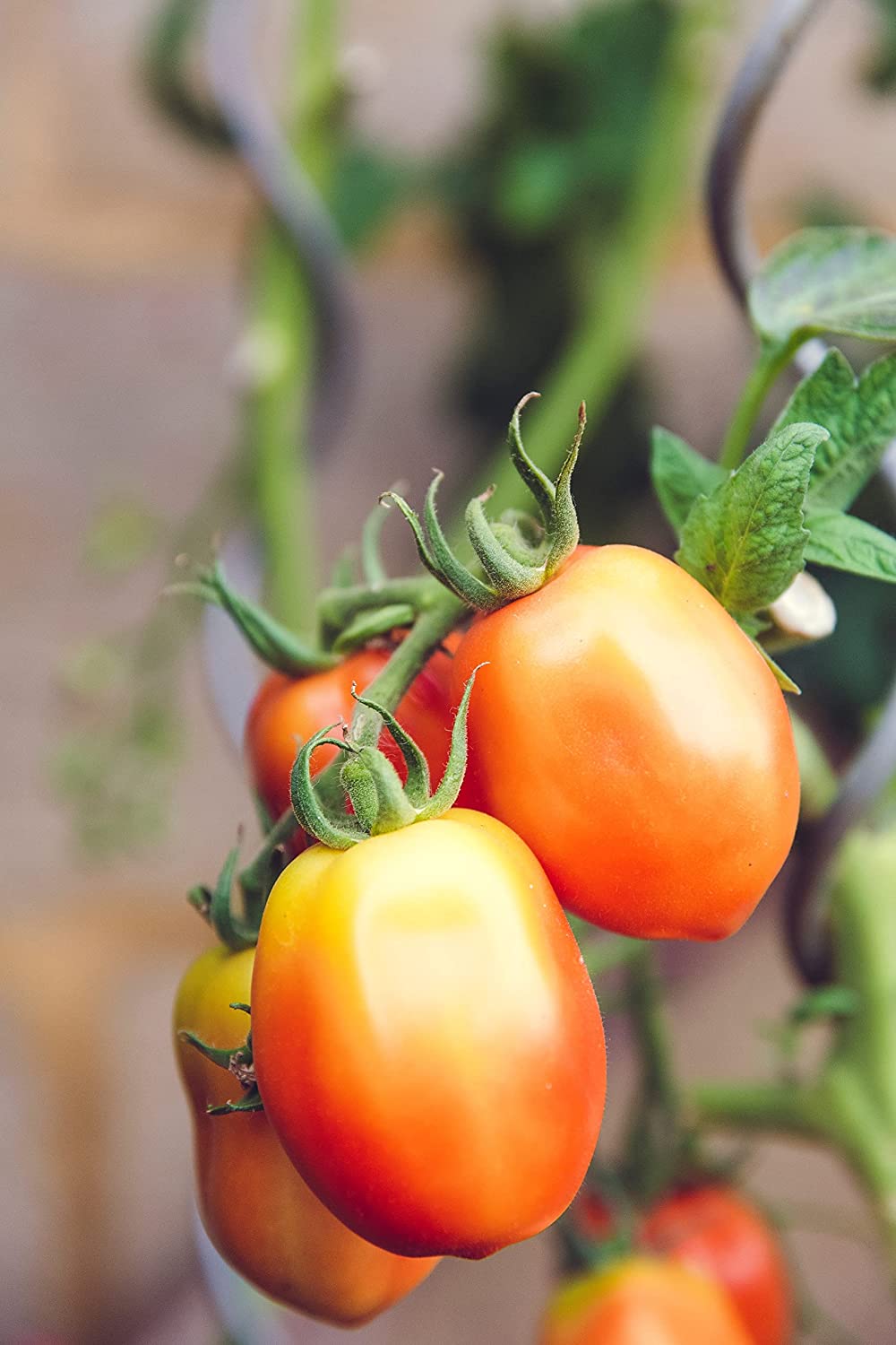 Hundredfold Amish Paste Tomato 30 Vegetable Seeds - USA Heirloom Plum Tomato for Paste, Sauce, Canning & Salad