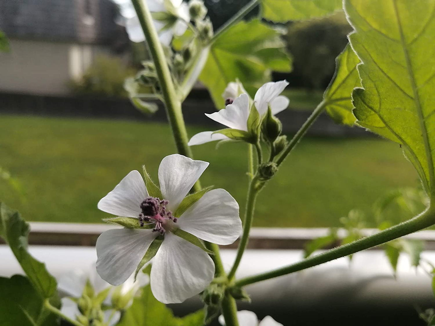 Guimauve biologique au centuple 50 graines d'herbes - Althaea officinalis Sans OGM pour racine de guimauve ou fleurs d'abeille 