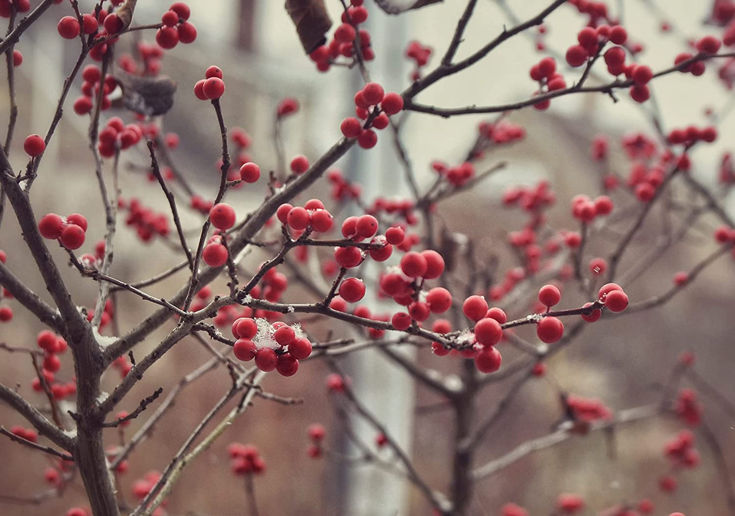 Houx verticillé commun au centuple 10 graines - Ilex verticillata Houx du Michigan, baie d'hiver de l'aulne noir, arbuste indigène du Canada qui attire les oiseaux 