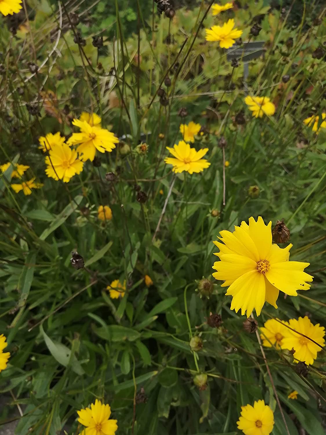 Coreopsis nain à feuilles lancéolées centuples 200 graines de fleurs sauvages indigènes - Coreopsis lanceolata Coreopsis des sables, graines de coccinelle à feuilles lancéolées, fleurs jaunes voyantes, attire les abeilles et les papillons 