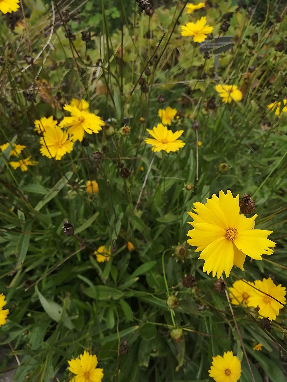 Hundredfold Dwarf Lance-leaved Coreopsis 200 Native Wildflower Flower Seeds - Coreopsis lanceolata Sand Coreopsis, Lance Leaf Tickseed, Showy Yellow Blooms, Attract Bees and Butterflies