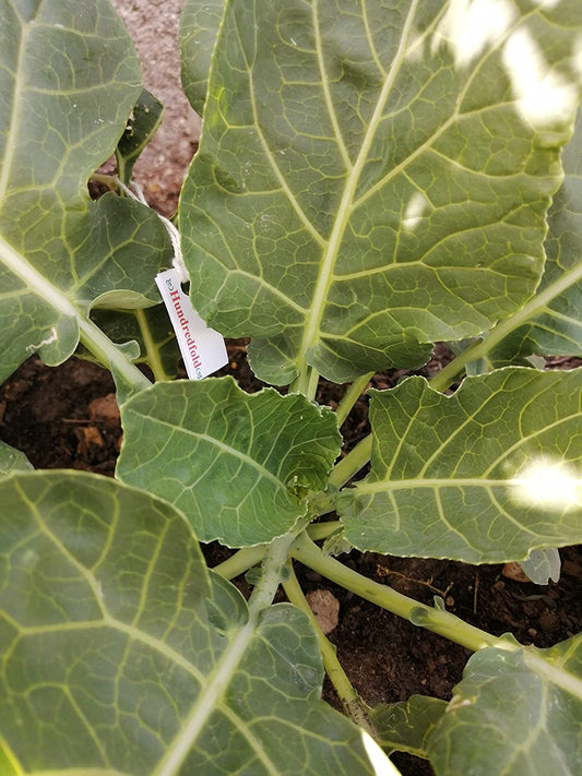 Vates Collard Vegetable 200 Seeds - Brassica oleracea Non-OGM, Microgreens/Collard Greens 
