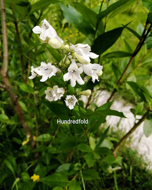 Digitale à langue de barbe 500 graines de fleurs sauvages - Penstemon Digitalis Mississippi Penstemon Smooth White Beardtongue Plante indigène à pollinisation supérieure 