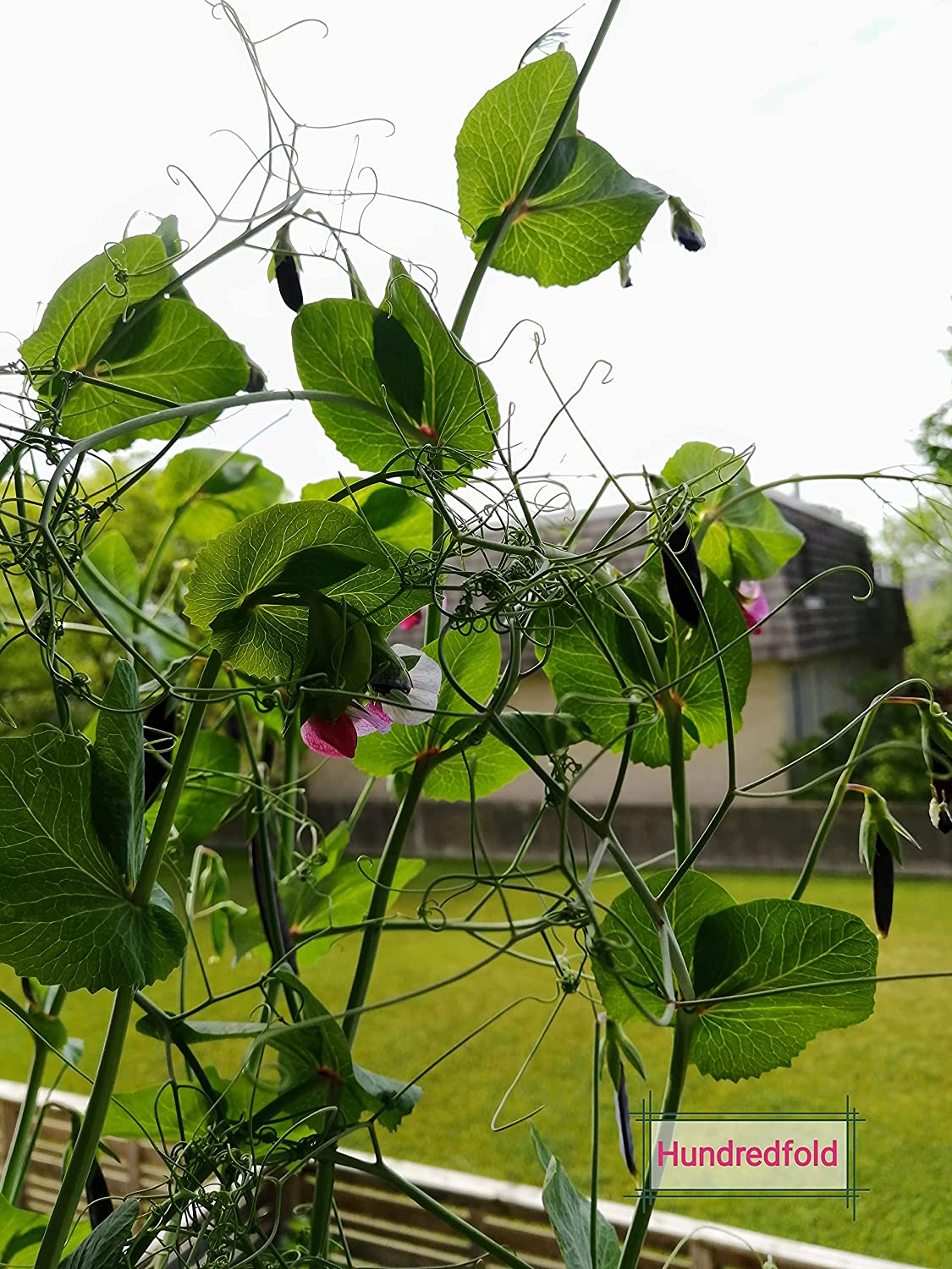 Magnolia à sucre centuple 50 graines de pois mange-tout à planter - Légume sans OGM avec des fleurs roses et violettes très ornementales et des gousses délicieuses et sucrées, les vignes hautes ont besoin de treillis (support) 