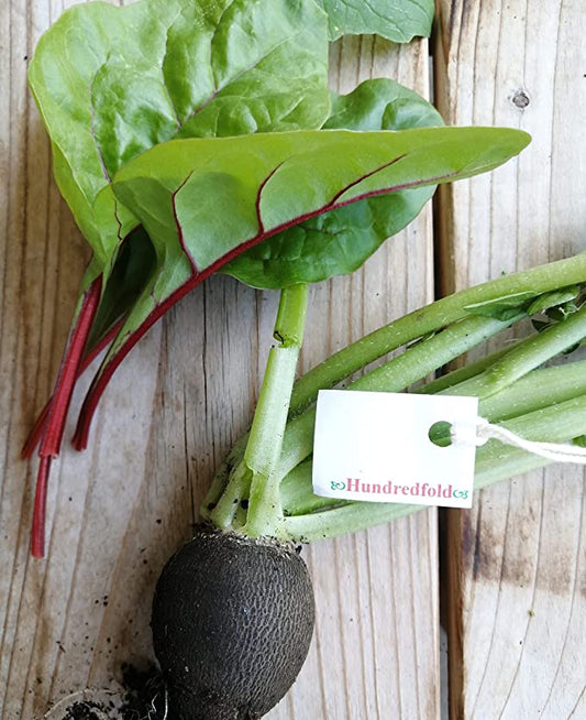 Radis d'hiver biologique noir centuple Runder 100 graines de légumes - Radis d'hiver noir sans OGM, longue conservation 