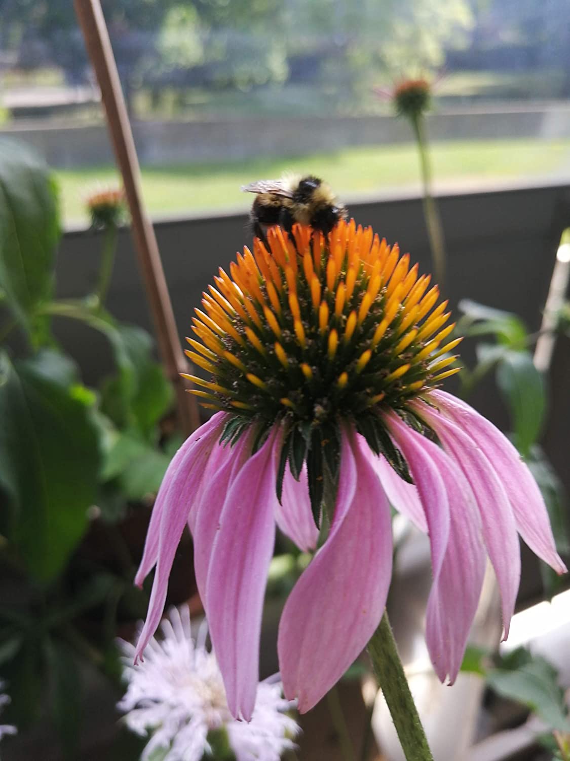 100 graines d'échinacée pourpre biologique - Echinacea purpurea, fleur sauvage indigène des prairies, attrayante pour les abeilles et les oiseaux 