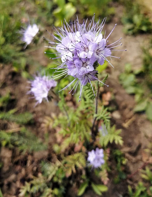 Hundredfold Lacy Phacelia 500 Graines De Fleurs - Phacelia tanacetifolia Tanaisie Bleue ou Violette, Fiddle Neck Fiddleneck, Non-OGM Originaire Des États-Unis, Pour La Couverture Végétale Et Le Jardin D'abeilles Marque : Hundredfold 