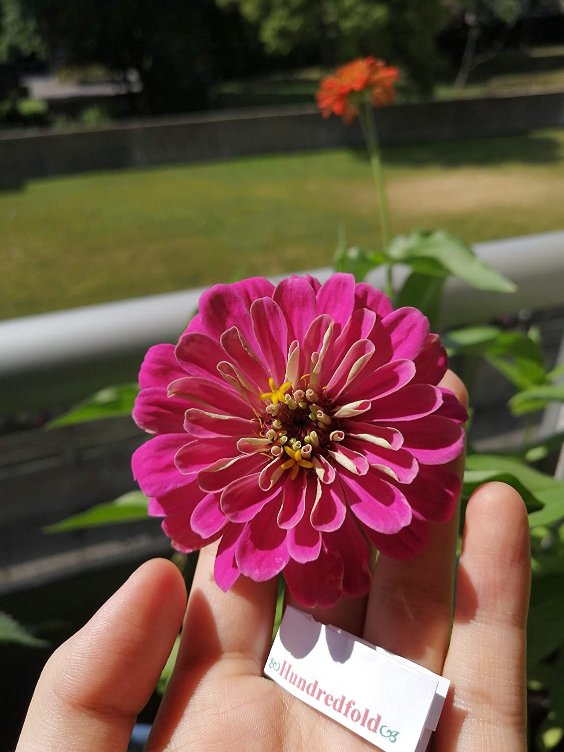 Mélange de 200 graines de Zinnia géantes de Californie au centuple - Zinnia elegans Fleurs audacieuses et lumineuses accrocheuses 
