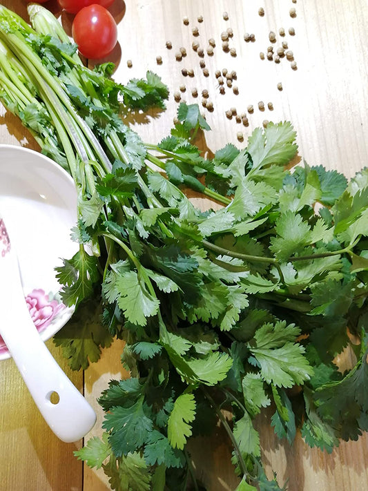 Hundredfold Santo Cilantro 100 Heirloom Herb Seeds - Coriandrum sativum Coriander Chinese Parsley, Packed & Shipped in Canada