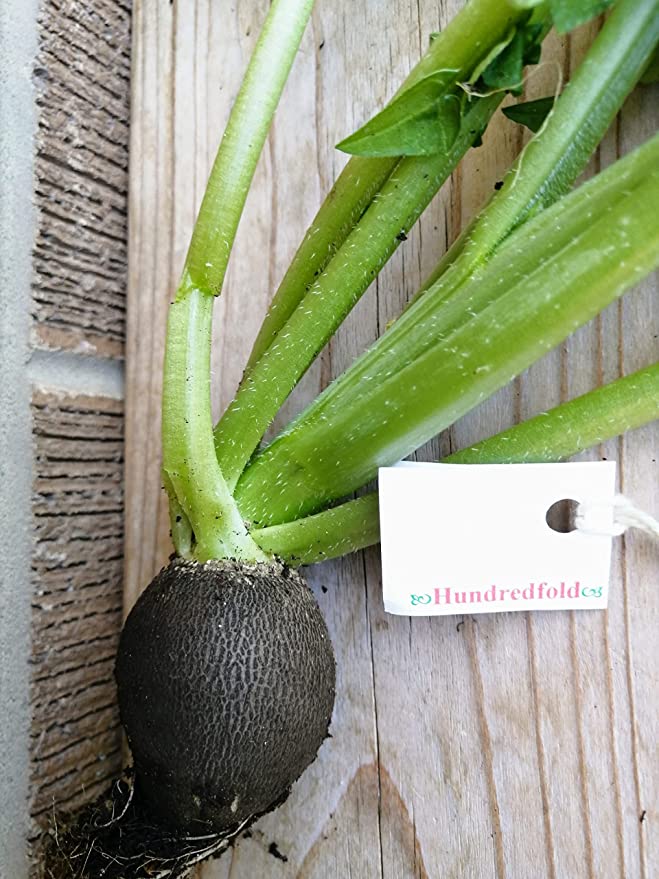Radis d'hiver biologique noir centuple Runder 100 graines de légumes - Radis d'hiver noir sans OGM, longue conservation 