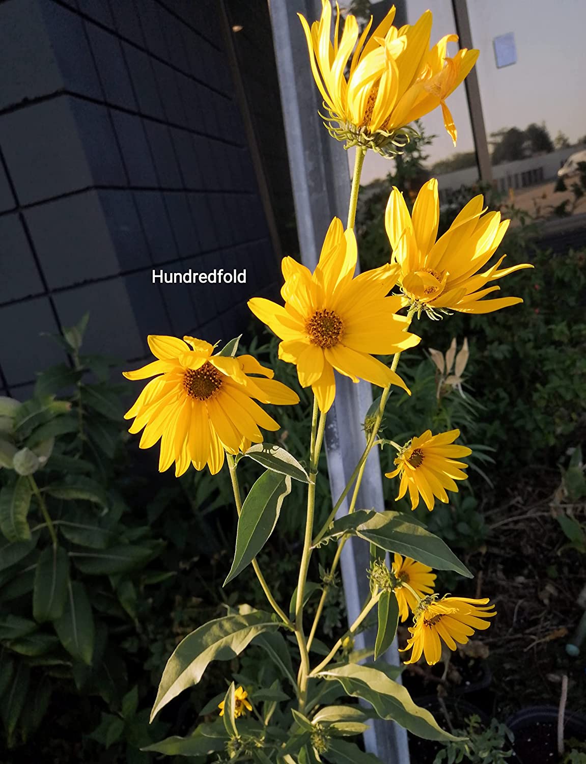 Hundredfold 50 Maximilian Sunflower Seeds - Helianthus maximiliani Max Sunflower Canada & USA Native Prairie Wild Flower