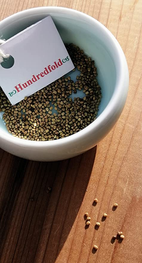 Trèfle violet des prairies 500 graines - Dalea purpurea Canada et États-Unis Plante vivace indigène Fleur sauvage Fleur sauvage 
