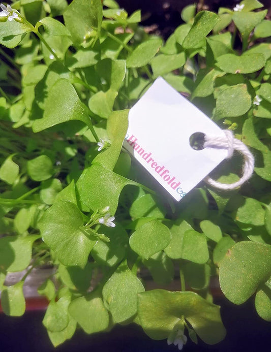 Laitue de mineur Claytonia centuple 1000 graines – Claytonia perfoliata Laitue de mineur Pourpier d'hiver, salade verte résistante au froid avec des feuilles à texture croquante 