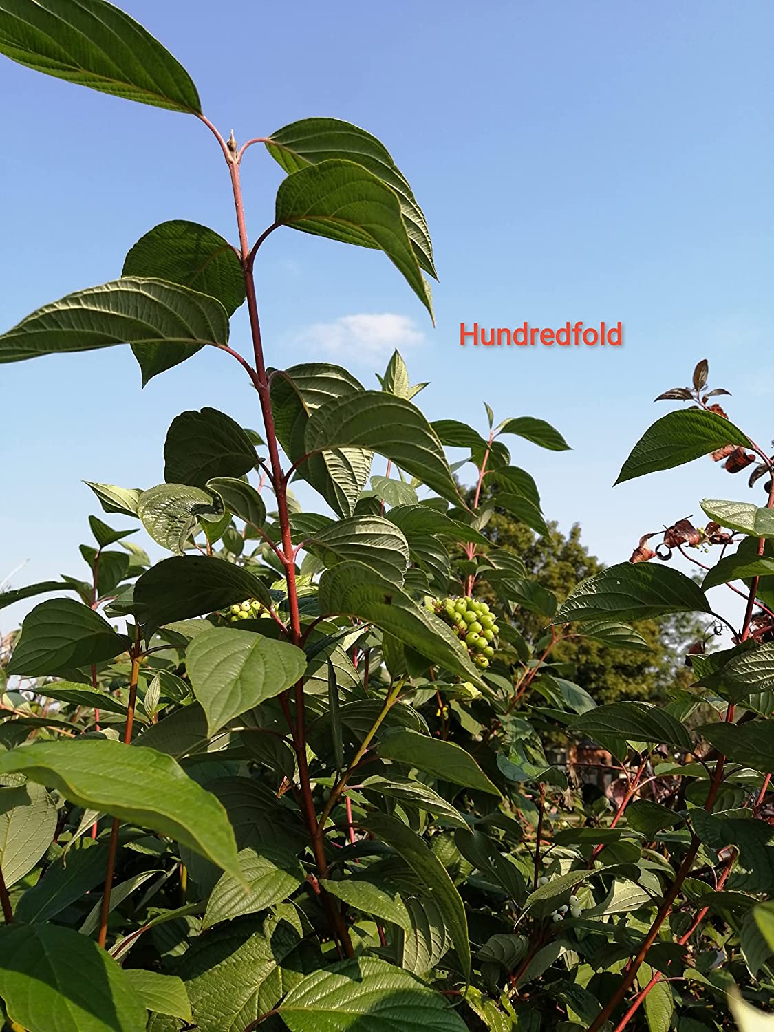 Hundredfold 10 Red Osier Dogwood Shrub Seeds - Cornus sericea Low Maintenance Ontario Native Bush, with Four Season Interests