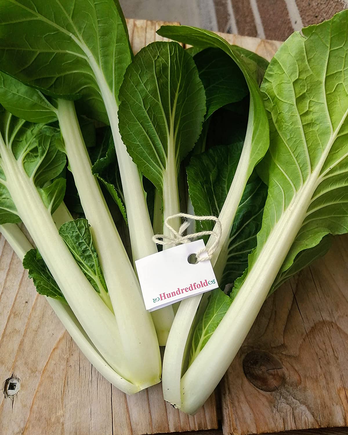 Hundredfold Joi Choi F1 Hybrid Pak Choi Pakchoi 100 Vegetable Seeds - Non-GMO Brassica rapa Chinese Cabbage Bok Choy, Packed and Shipped in Canada