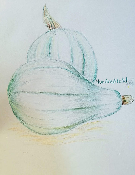 Courge d'hiver New England Blue Hubbard 20 graines - Cucurbita Maxima Légume d'héritage sans OGM 