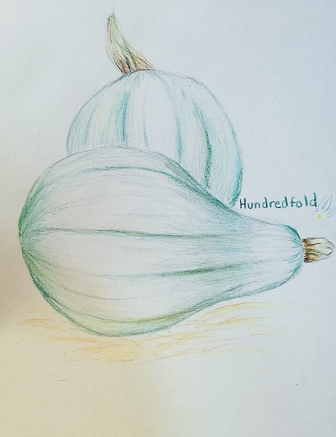 New England Blue Hubbard Winter Squash 20 Seeds - Cucurbita Maxima Non-GMO Heirloom Vegetable