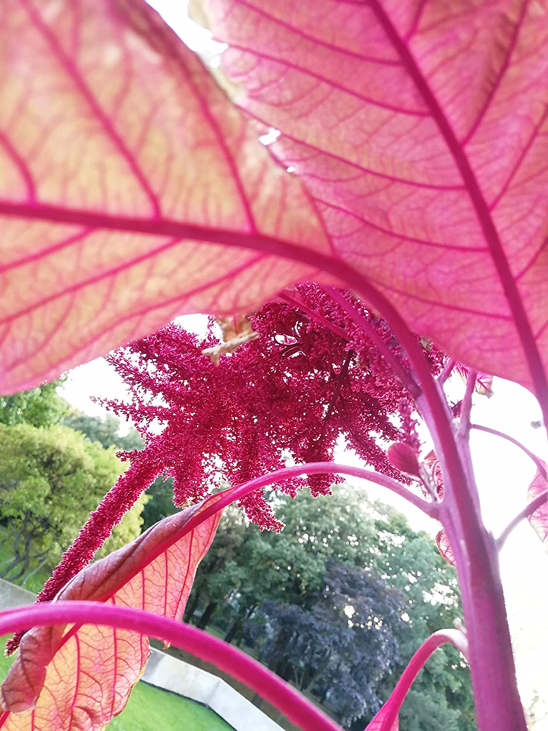 Amarante grenat calaloo rouge 1000 graines - Épinard chinois, Yin Choy, Amaranthus tricolor 