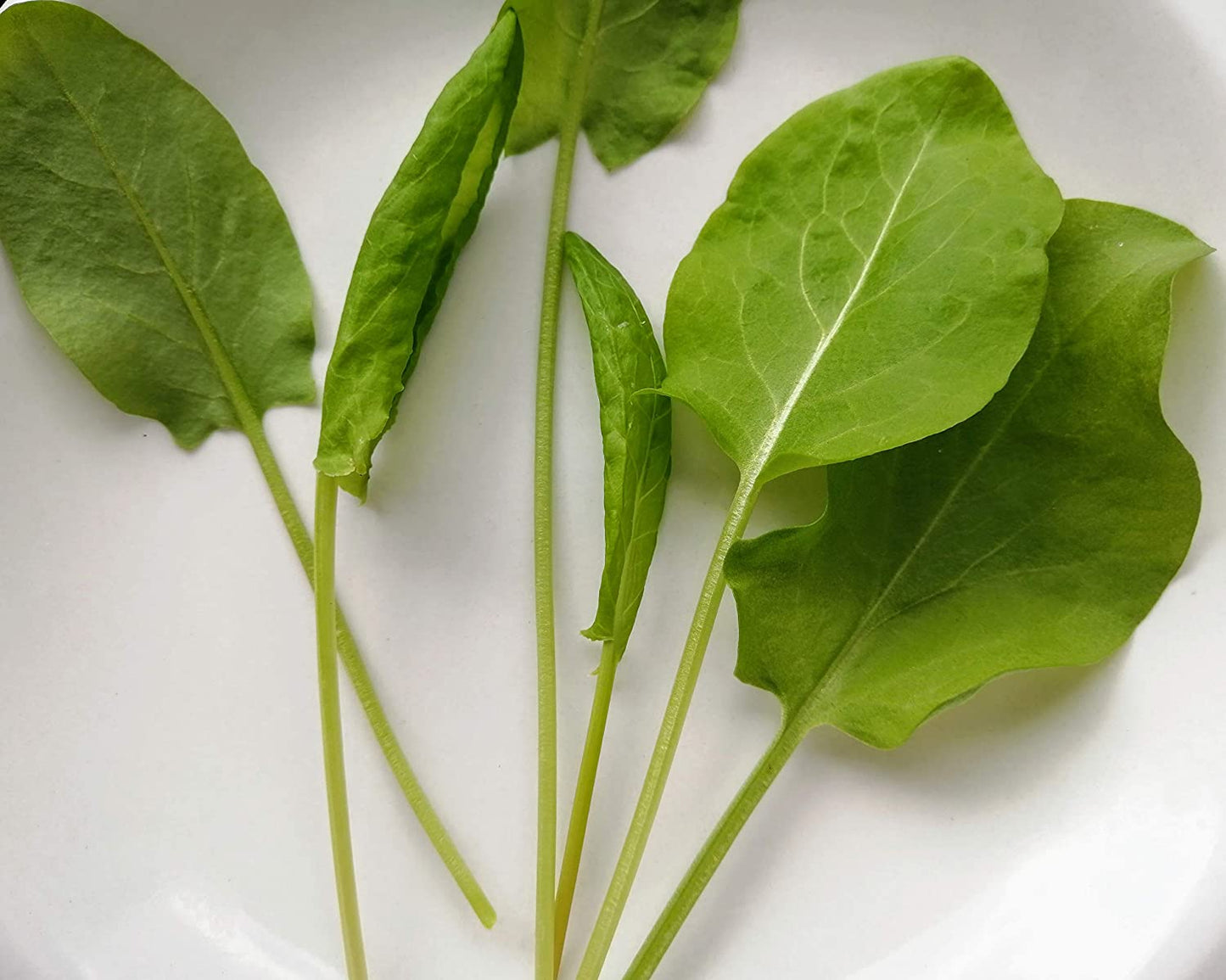 Oseille commune, Rumex acetosa, 2000 graines d'herbes aromatiques 