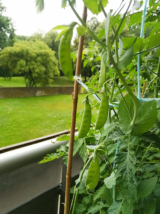 Pois sucrés biologiques Hundredfold 50 graines de légumes - Pisum sativum Gousses sucrées Sugarsnap sans OGM 