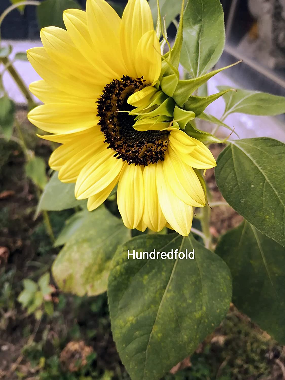 Tournesol Reine Citron Cent Fois 30 Graines De Fleurs - Helianthus annus Attire Les Abeilles Et Les Oiseaux, Fleurs Coupées 