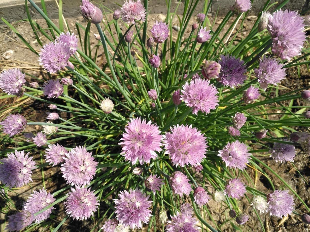 Hundredfold Organic Purple Flower Chive Herb Allium schoenoprasum Heirloom 1000 Seeds - Easy to Grow