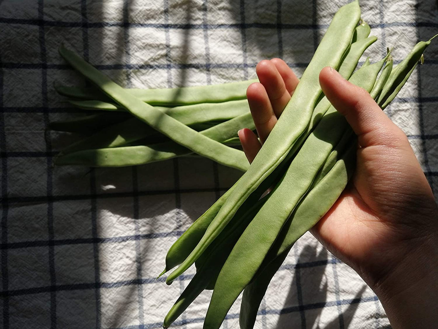 Northeaster Climbing Pole Bean 30 Vegetable Seeds - Non-GMO Romano Green Snap Bean
