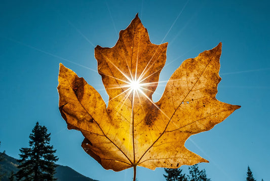 Hundredfold Bigleaf Maple 10 Tree Seeds - Acer macrophyllum British Columbia Native Big-Leaf Maple Oregon Maple, Suited for The Pacific Coast