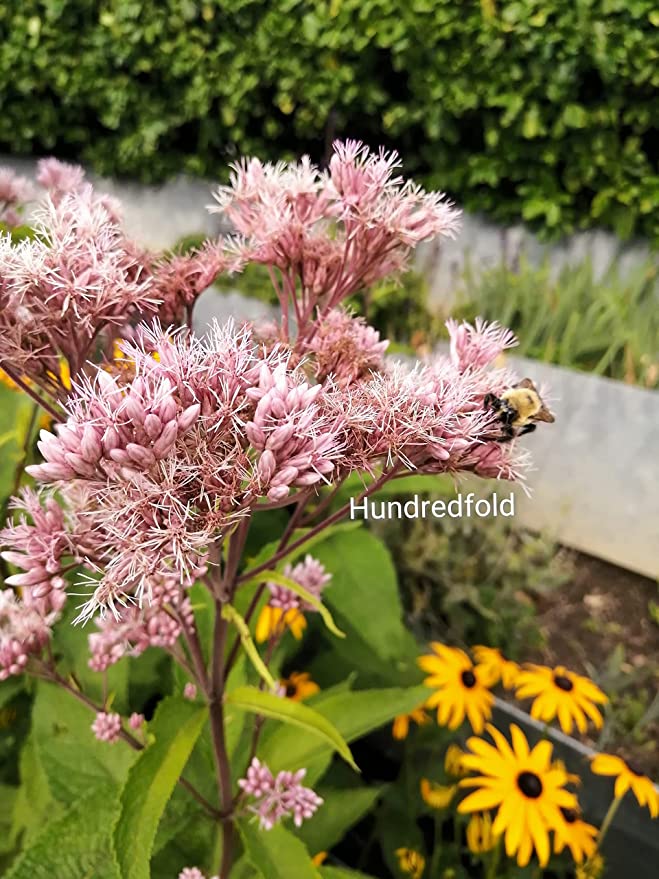 Hundredfold Joe Pye Weed Native Wild Flower 100 Seeds - Eutrochium purpureum Queen of the Meadow or Gravel Root, Attract Bees, Hummingbirds and Butterflies