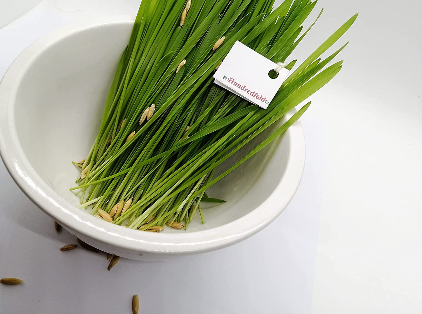Graines d'avoine biologiques 1 oz (~ 600 PC) - Graine d'avoine sans OGM Avena Sativa Herbe à chat Herbe à chat pour chats, chatons et animaux de compagnie 
