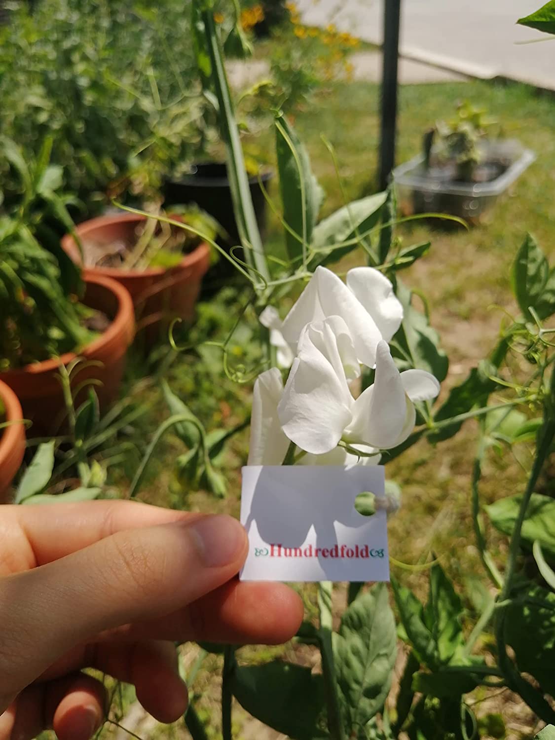 Mélange de pois de senteur centuple Mammoth Mix 30 graines de fleurs - Lathyrus odoratus Mélange de fleurs parfumées de rouge, blanc, violet et rose 