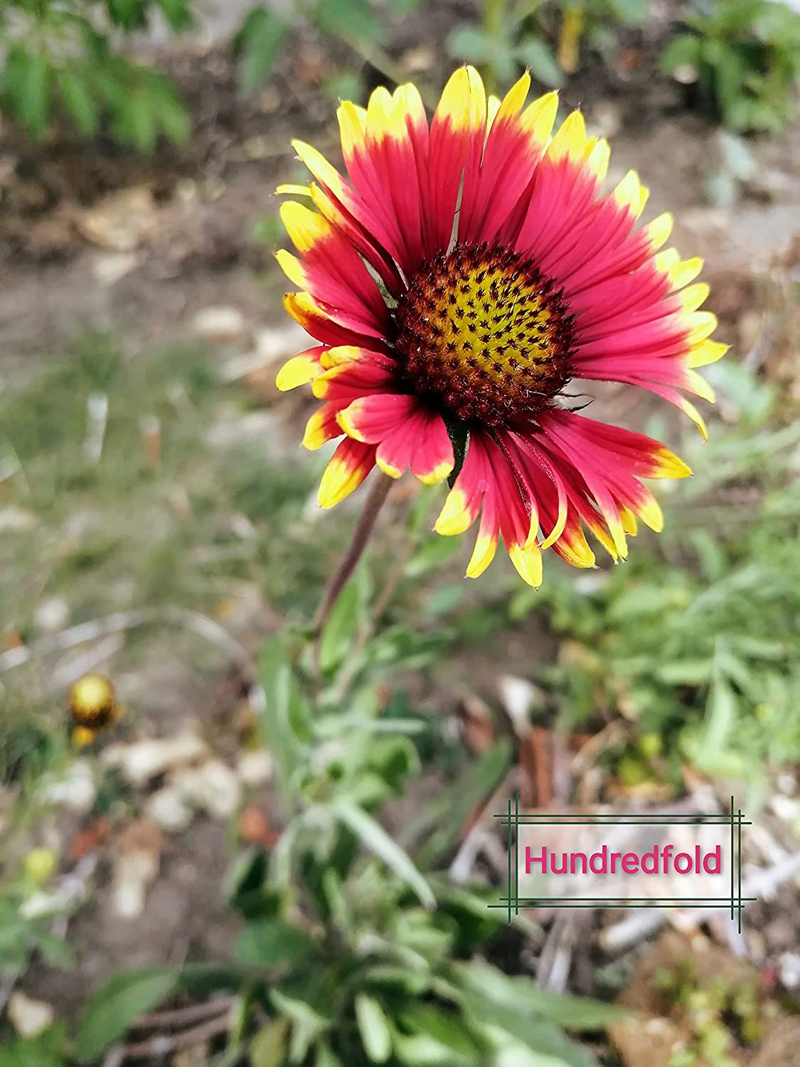 Gaillarde de Bourgogne au centuple 100 graines - Gaillardia aristata Blanket Flower, fleur indigène des prairies, plante vivace rustique, parfaite pour les abeilles et les jardins de fleurs sans soucis, emballée et expédiée au Canada 