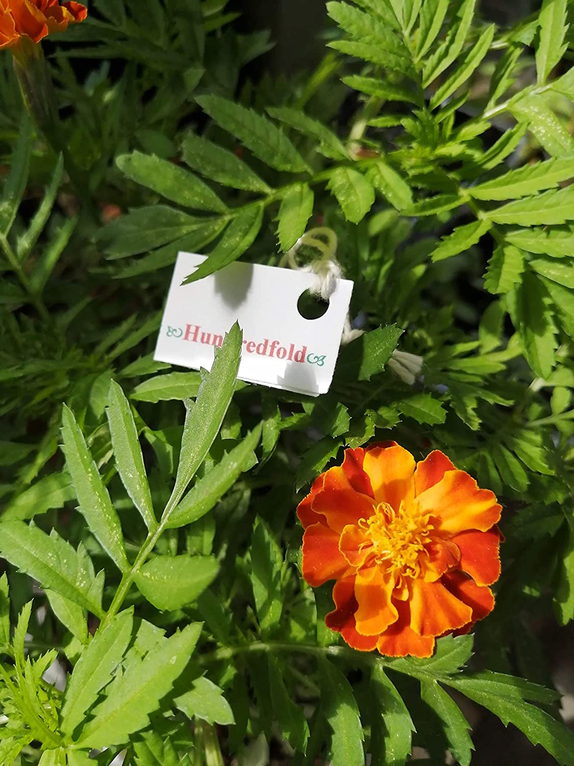 Hundredfold Brocade Mix French Marigold 200 Flower Seeds - Tagetes patula, as an Excellent Companion Plant for Kale, Tomato & Cucumber