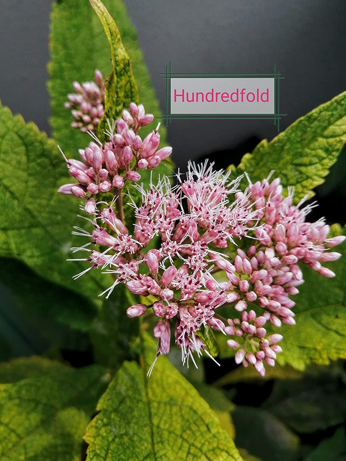 Hundredfold Joe Pye Weed Native Wild Flower 100 Seeds - Eutrochium purpureum Queen of the Meadow or Gravel Root, Attract Bees, Hummingbirds and Butterflies