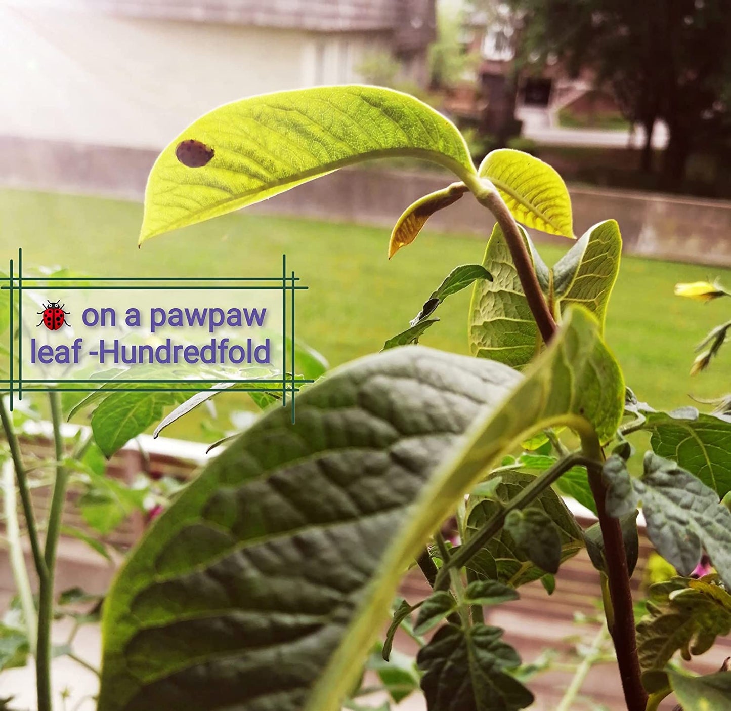 Hundredfold 1 Extra Small Pawpaw Paw Paw American Papaw Seedling - Asimina triloba Paw-Paw UAS & Canada Native Fruit Tree, Ontario Grown Bare-Rooted Live-Plant Live Plants, Producing Tropical-Looking Foliage and Tasty Fruits