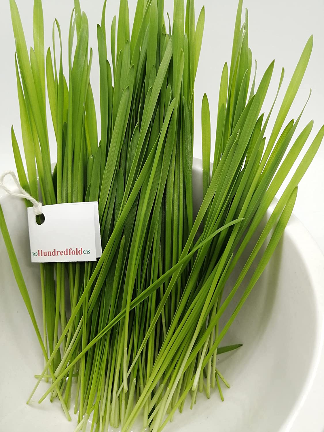 Graines d'avoine biologiques 1 oz (~ 600 PC) - Graine d'avoine sans OGM Avena Sativa Herbe à chat Herbe à chat pour chats, chatons et animaux de compagnie 