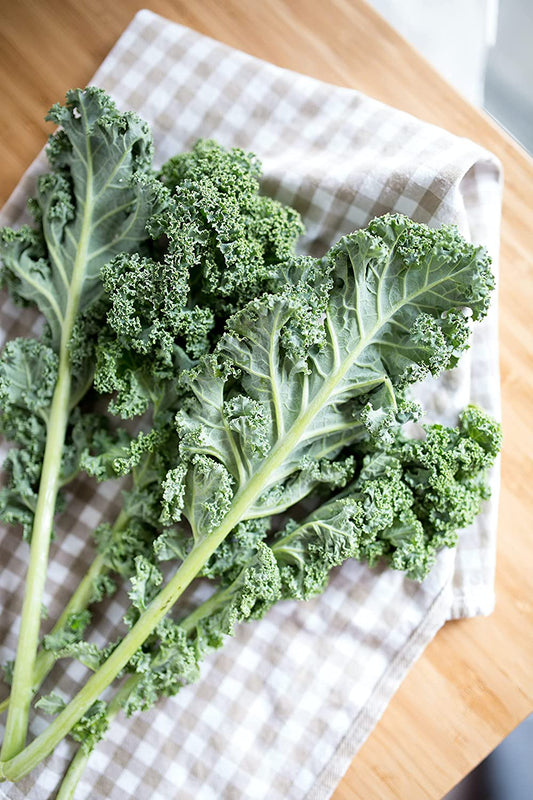 Chou frisé frisé bleu Scotch Hundredfold Vates 500 graines de légumes - Brassica oleracea Chou sans OGM Salade verte résistante au froid 