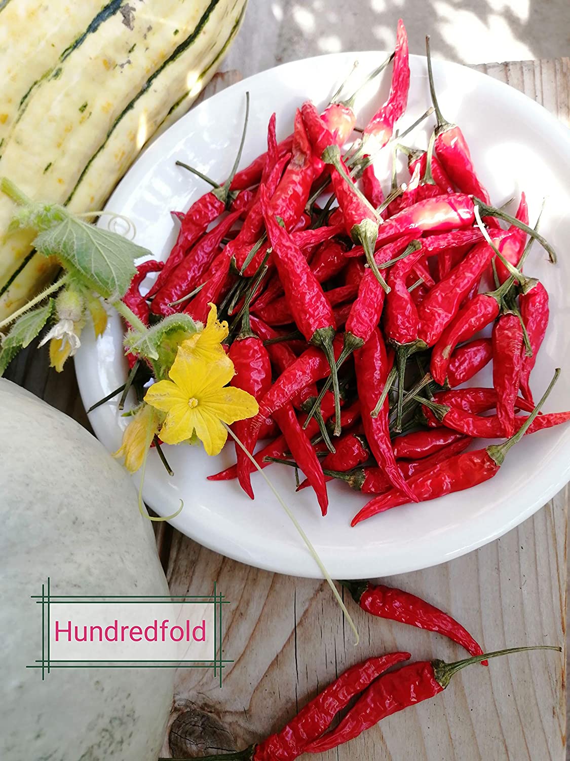 Piment thaï biologique Hundredfold 20 graines - Capsicum annuum Piment non OGM, ornemental et comestible, conteneurs ou jardins de terrasse 