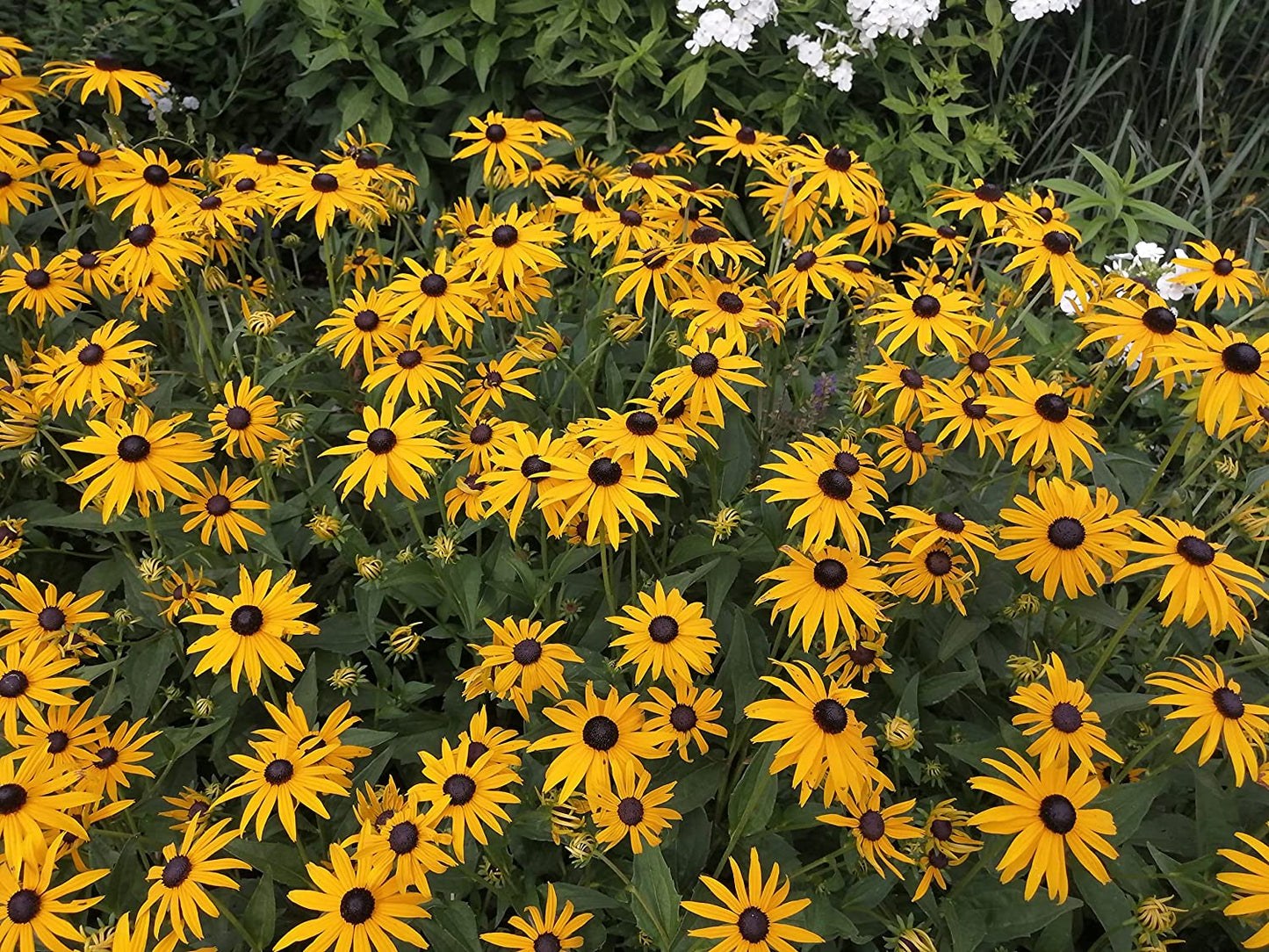 Hundredfold Black-Eyed Susan Wild Flower 500 Seeds - Rudbeckia hirta Canada Native Wildflower, Black Eyed Susan, Excellent for Bee and Butterfly Garden